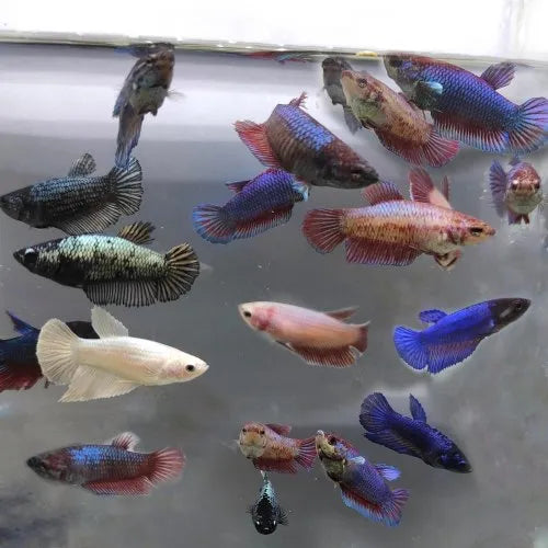 Betta - Female Assorted