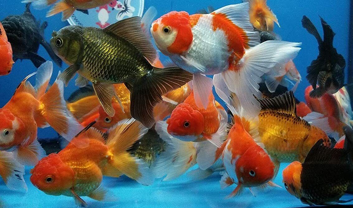 Goldfish -  Assorted Fancy - Medium - GAFMAM