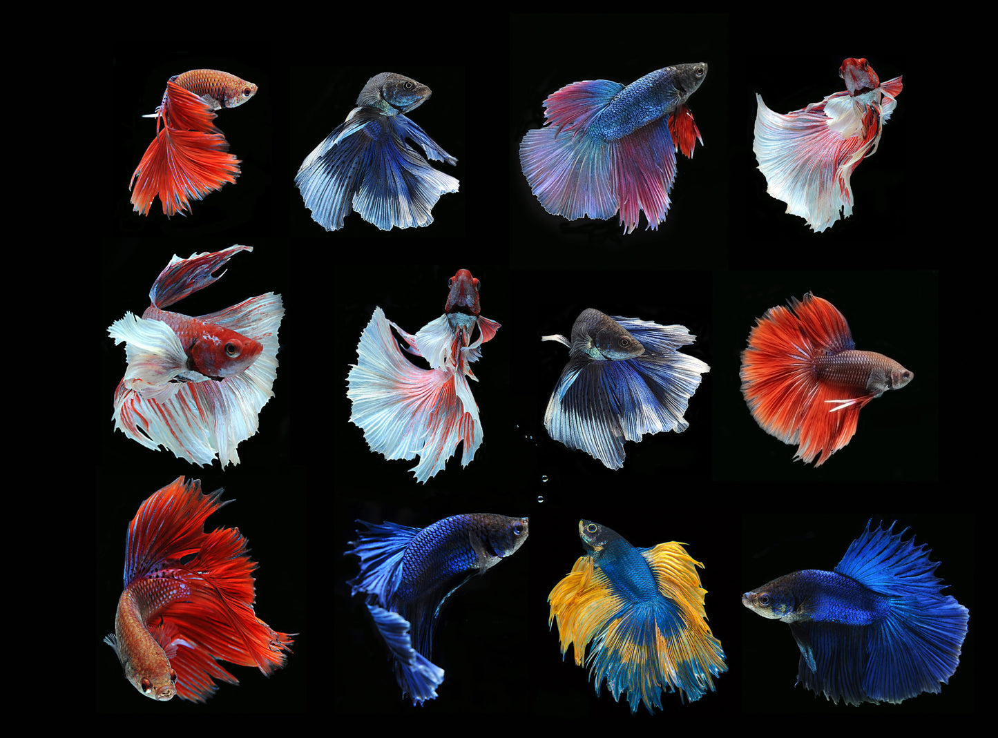 Betta - Male