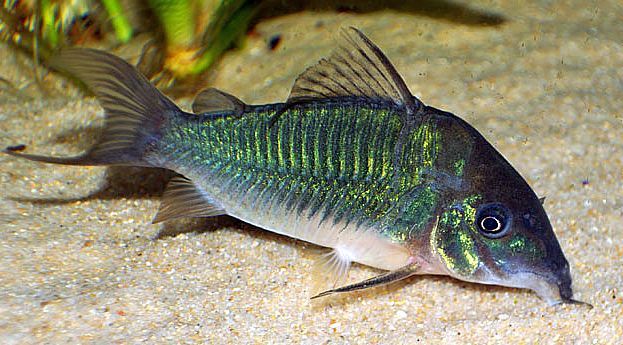 Catfish - Cory Brochis Splendens - CCBSN