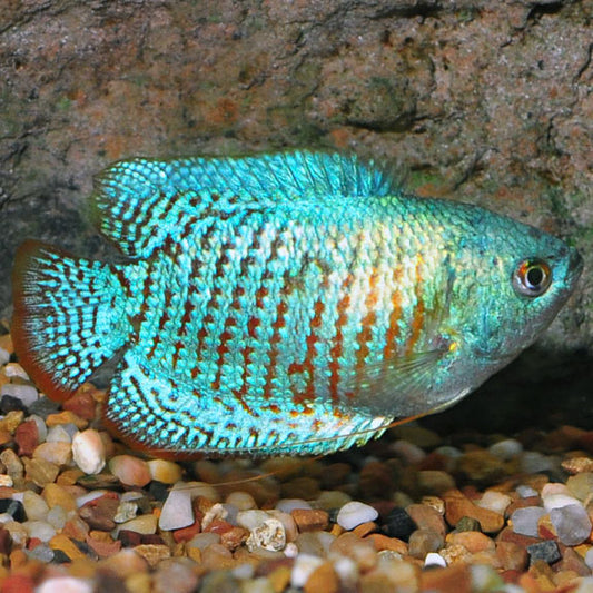 Gourami - Dwarf Powder Blue