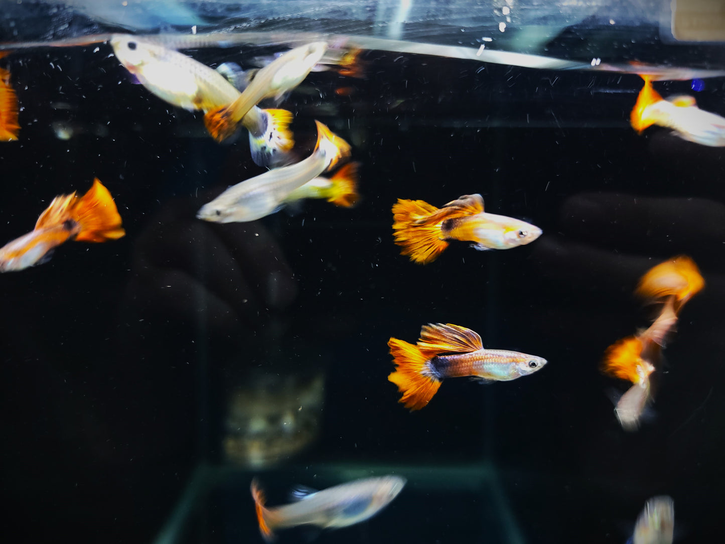 Livebearer - Guppy Jack Sparrow - Local Bred