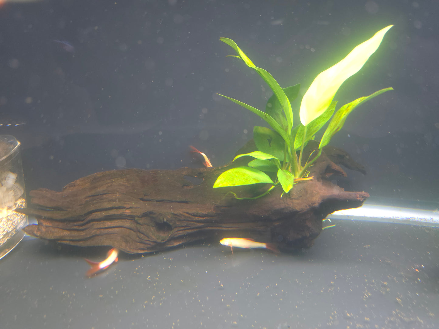 On Decor - Anubias Assorted on Wood