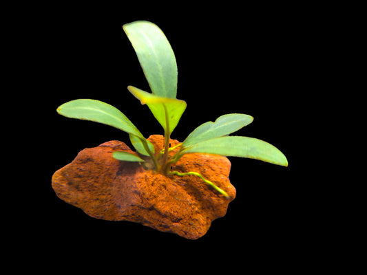 On Decor - Anubius Nana