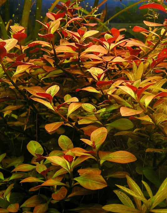 Bunch - Ludwigia Dark Orange