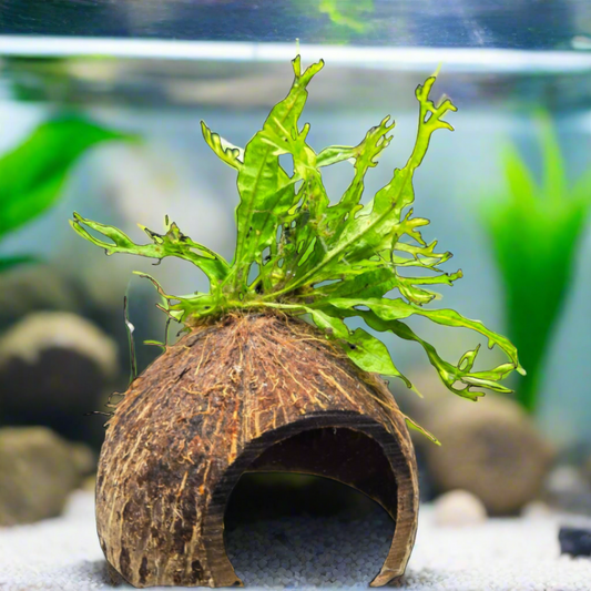 On Decor - "Java the Hut"