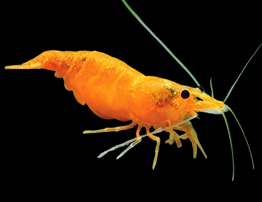 Shrimp - Orange Sunkist - SOSAM
