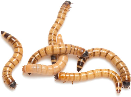 Feeder - Megaworm 25 - Prepack 25count