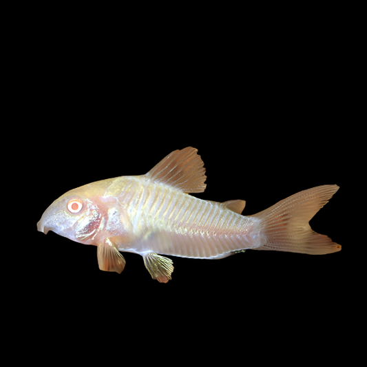 Catfish - Cory Albino