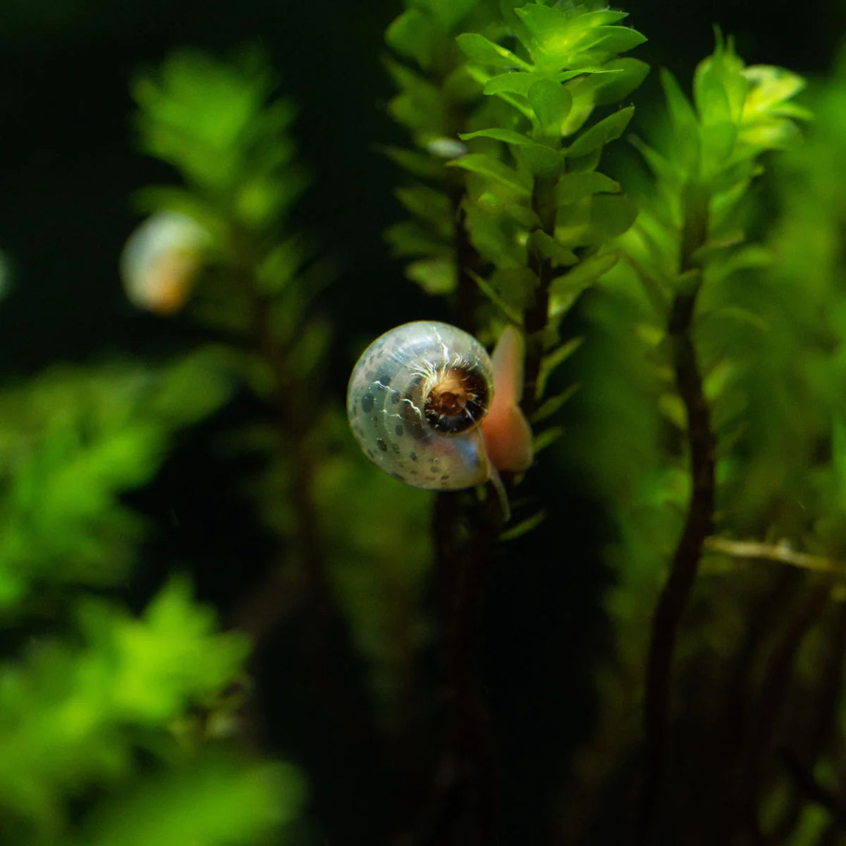 Snail - Ramshorn Baby - Locally Grown