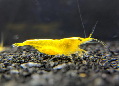 Shrimp - Yellow