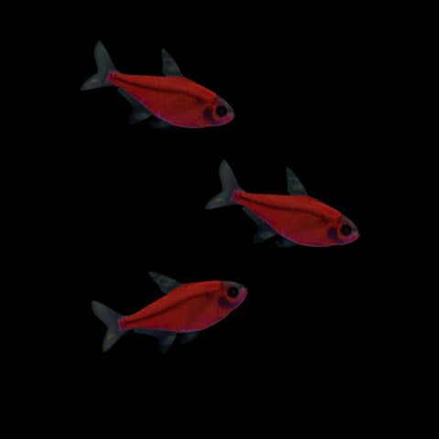 Tetra - Glofish Pristella
