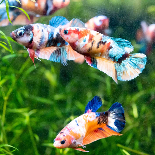 Betta - Female Koi