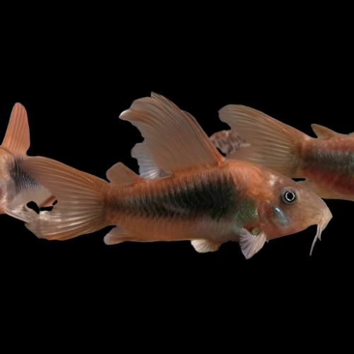 Catfish - Cory Green Longfin - CCGLN