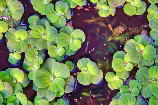 Root - Dwarf Water Lettuce