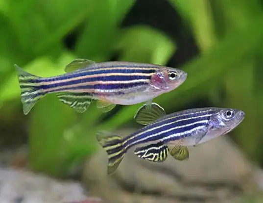 Danio - Zebra - DZN