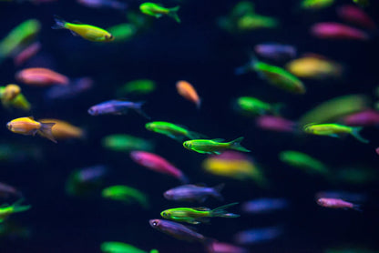 Danio - GloFish