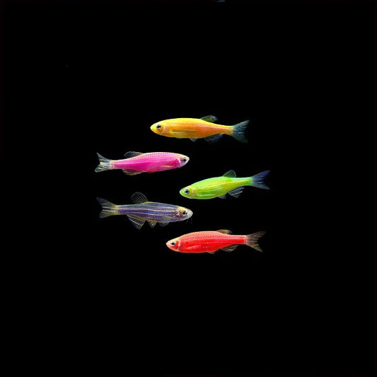 Danio - GloFish
