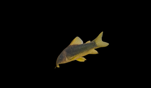 Catfish - Cory Gold/Green - CCGGN