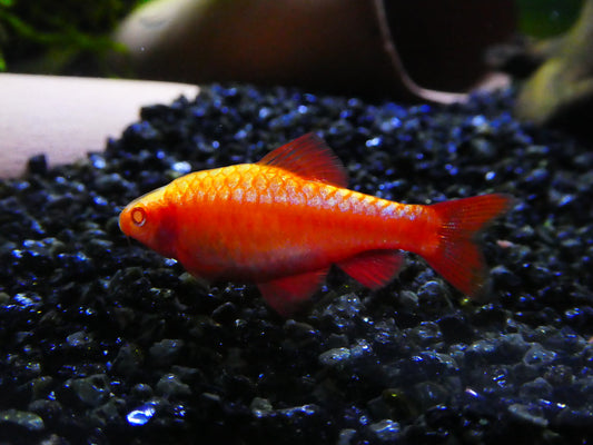 Barb - Cherry Albino