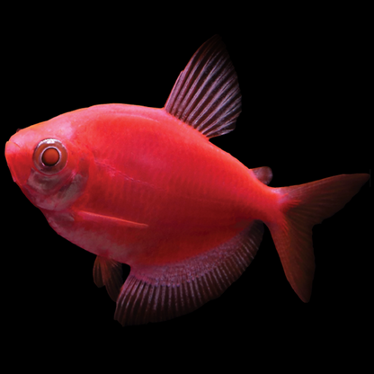 Tetra - GloFish