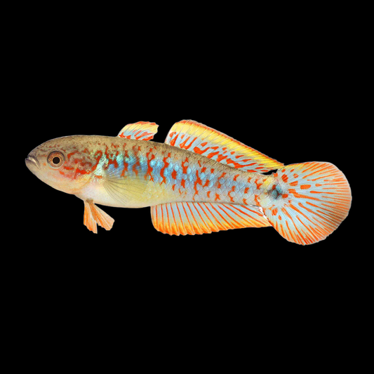 Goby - Peacock - GPMN