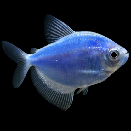 Tetra - GloFish