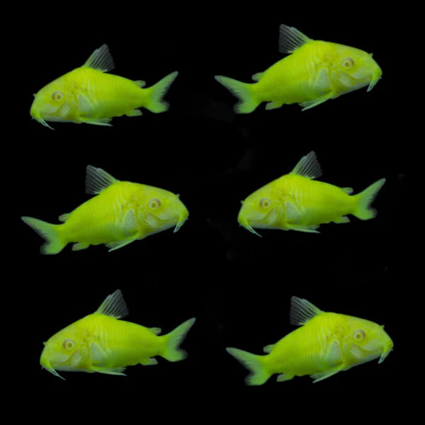 Catfish - Cory Glofish