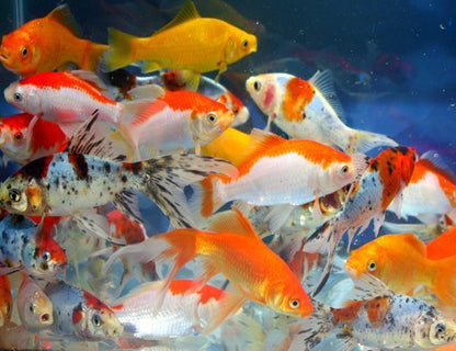 Goldfish - Assorted Pond Mix