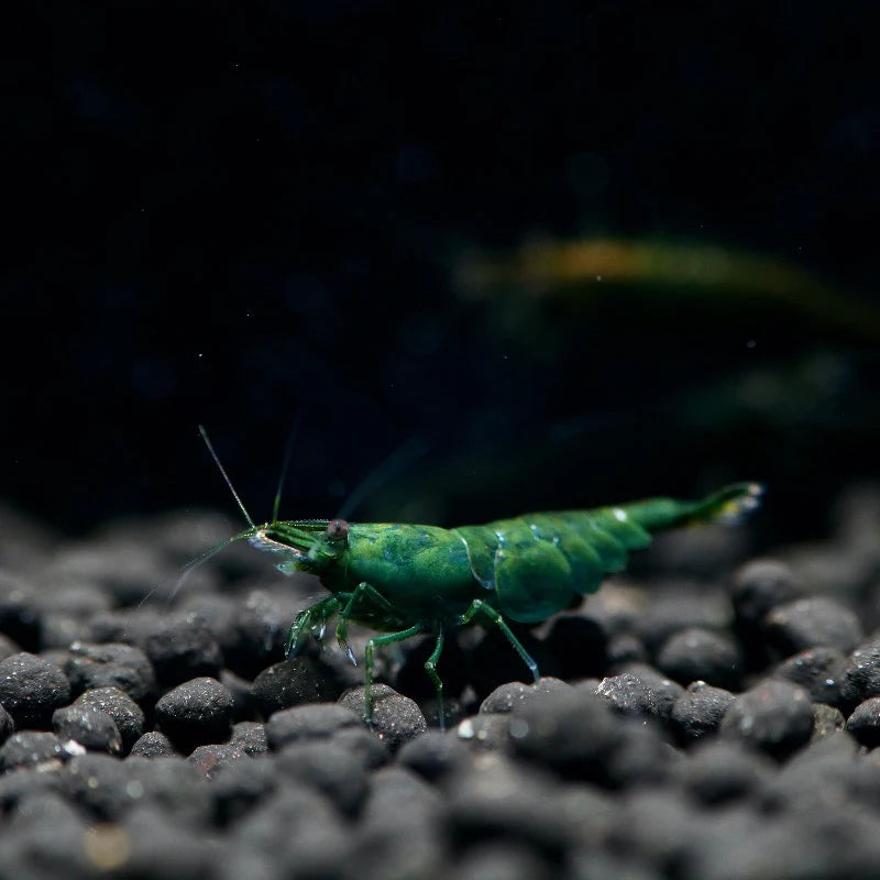 Shrimp - Jade Green - SJGAM