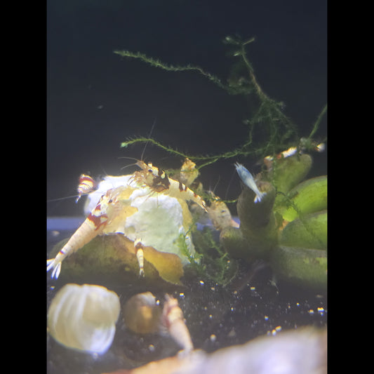 Shrimp - Caridina Assorted