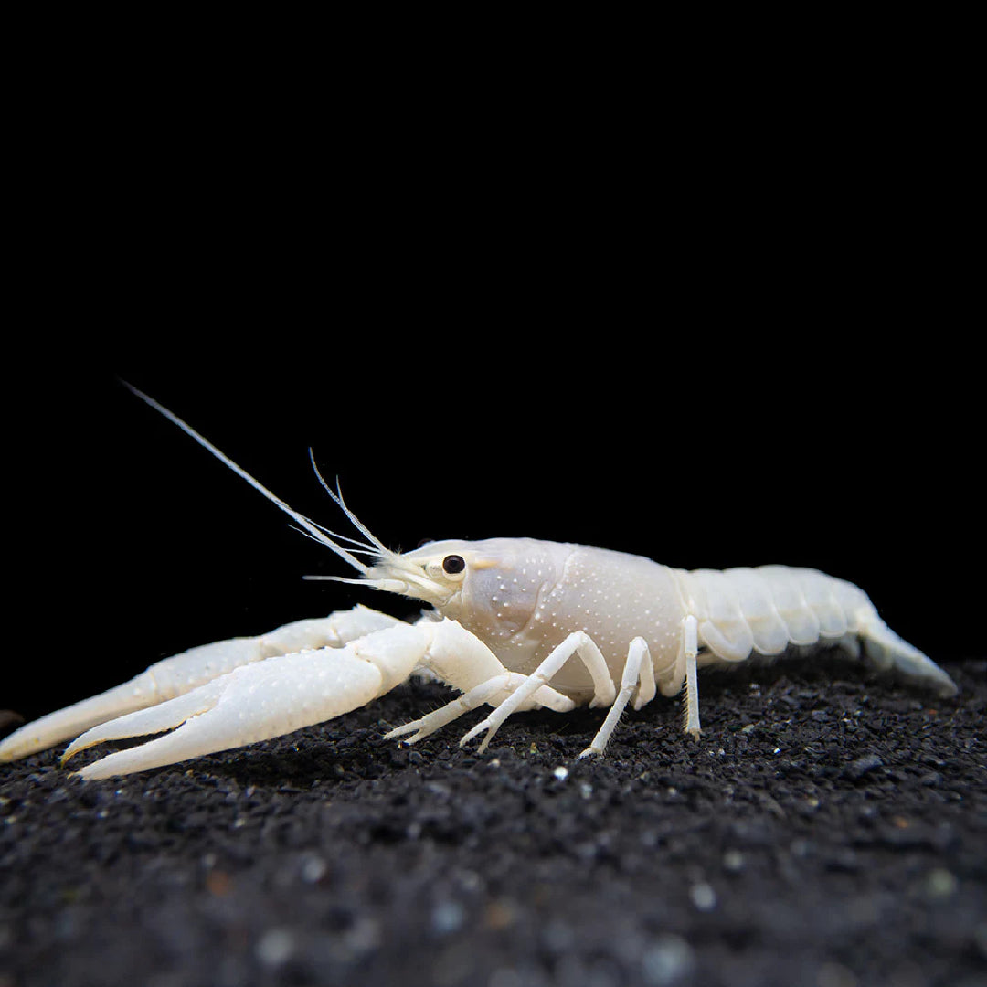 Crayfish - Lobster White