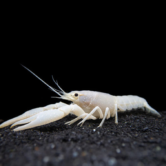 Crayfish - Lobster White