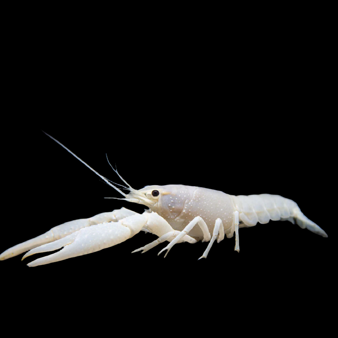 Crayfish - Lobster White