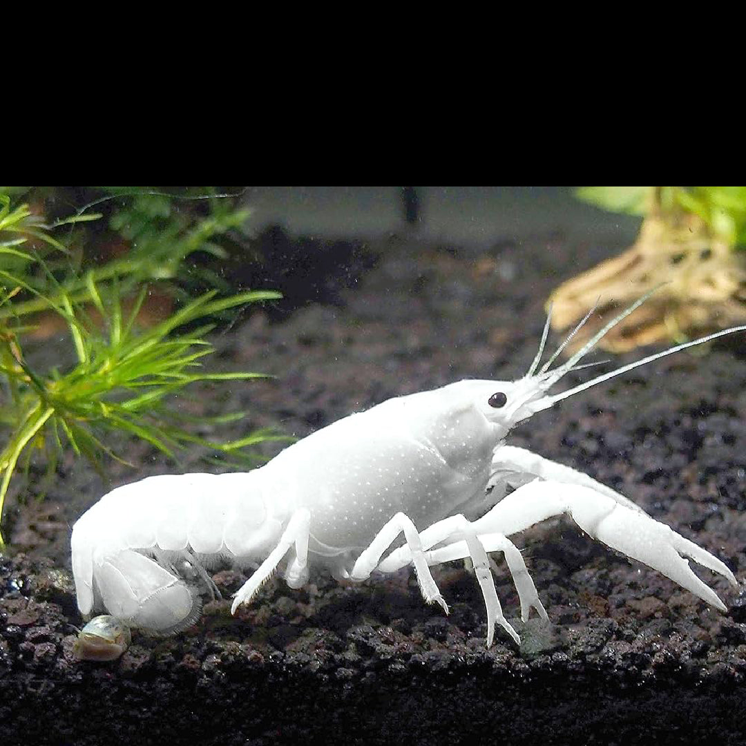 Crayfish - Lobster White
