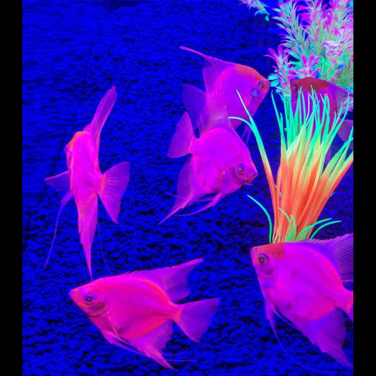 Cichlid - Glo Angel Red