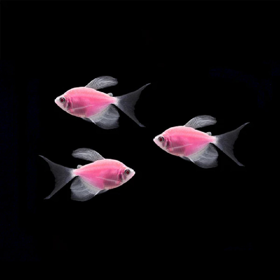 Tetra - GloFish Longfin