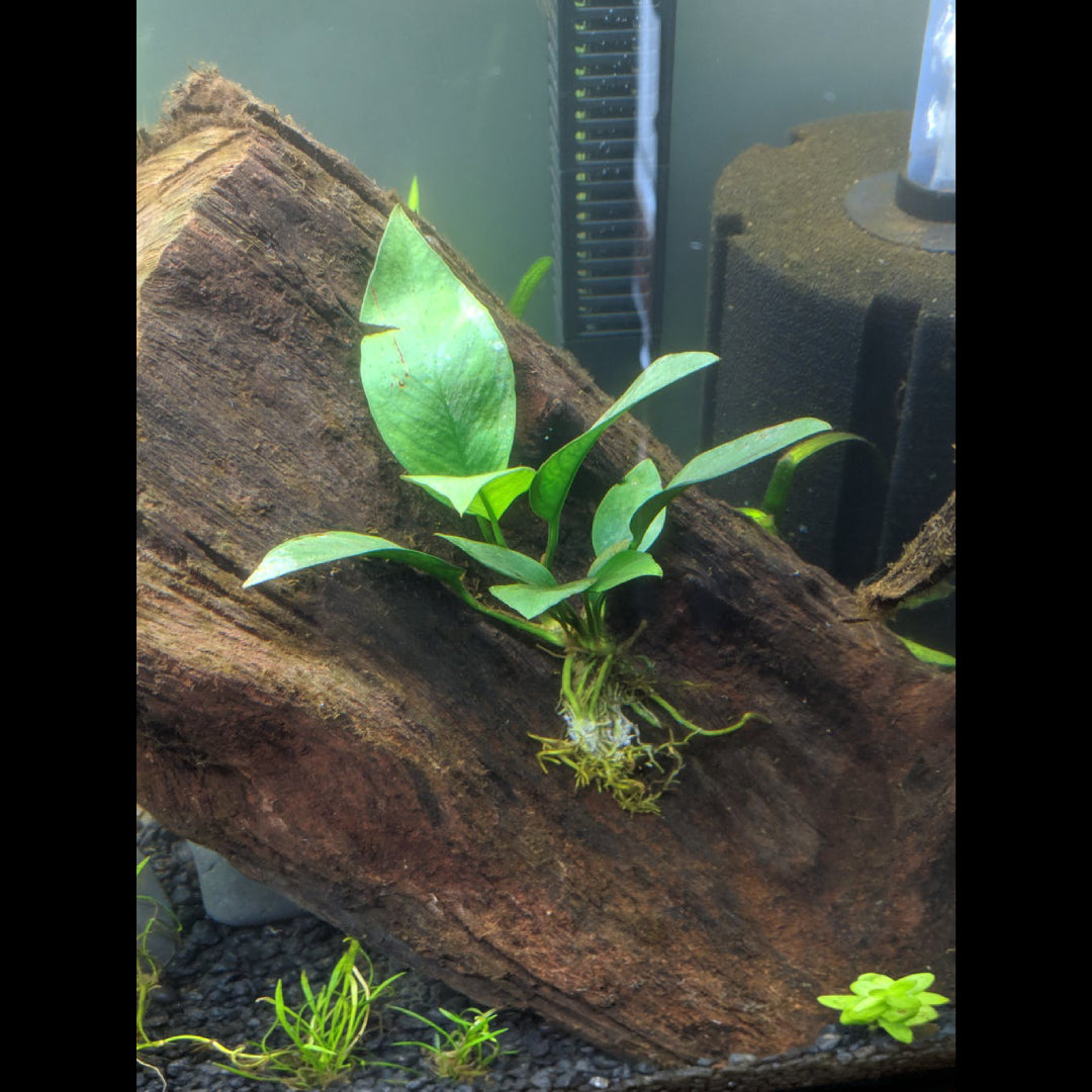 Pot - Anubias Nangi