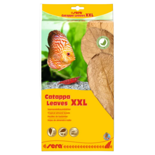Sera Catappa Leaf