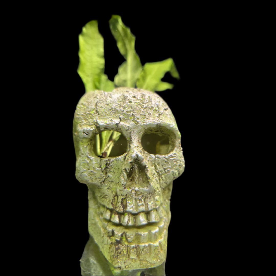 On Decor - "Plant Skellington"