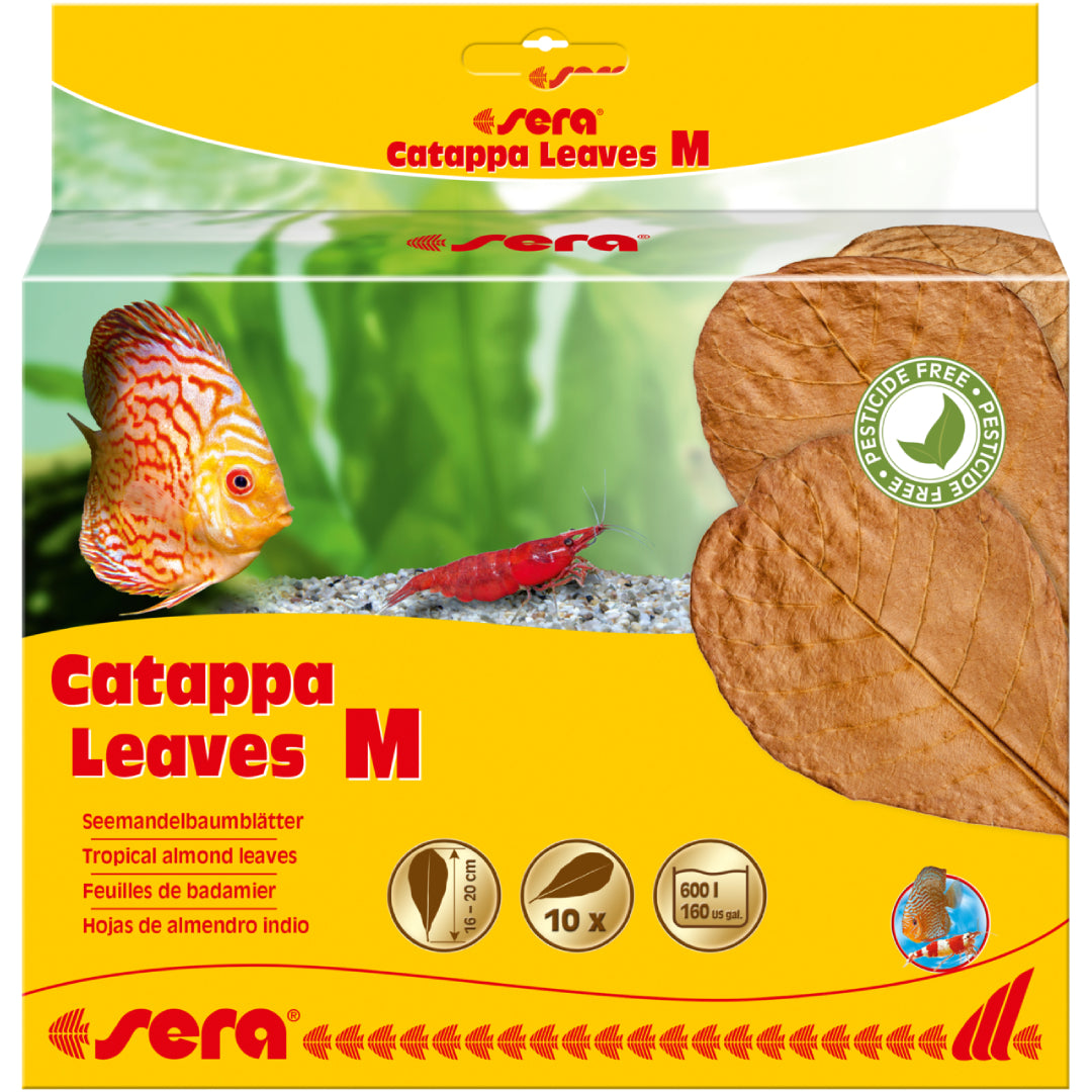 Sera Catappa Leaf