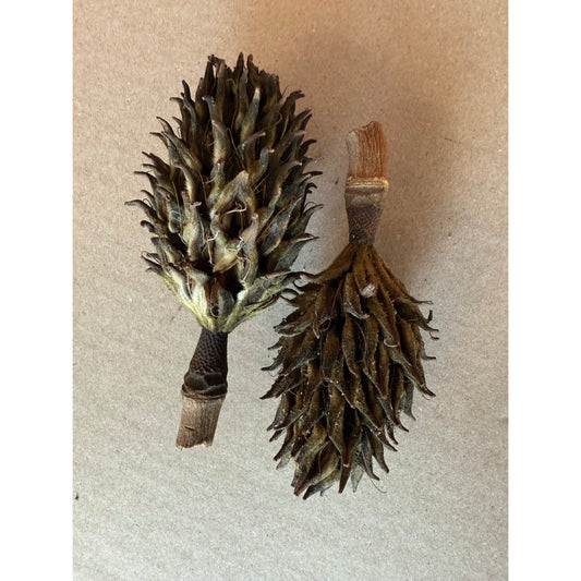 Magnolia Seed Pod