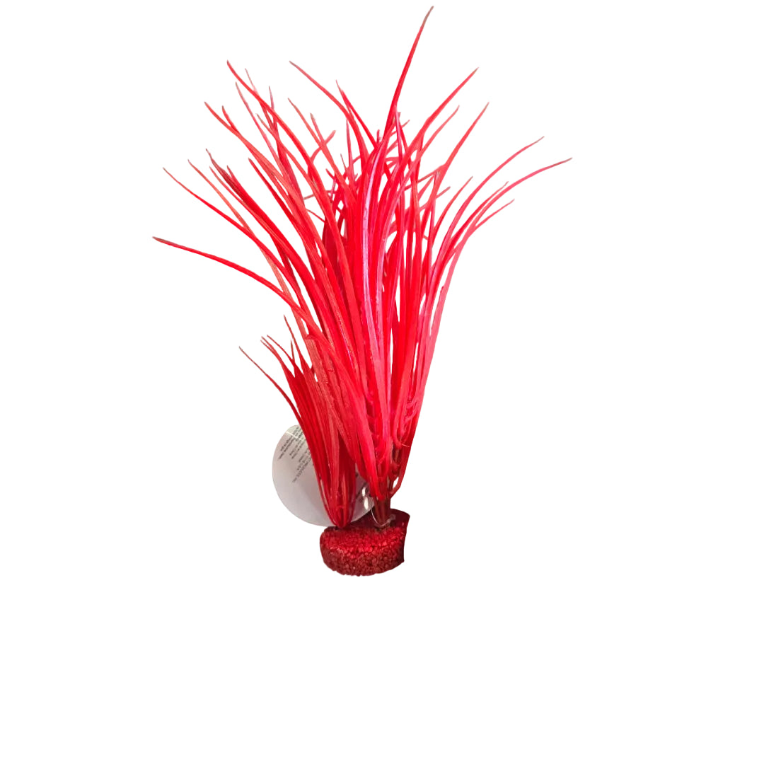 Blue Ribbon Neon Red Color Burst Plant Ocean Grass