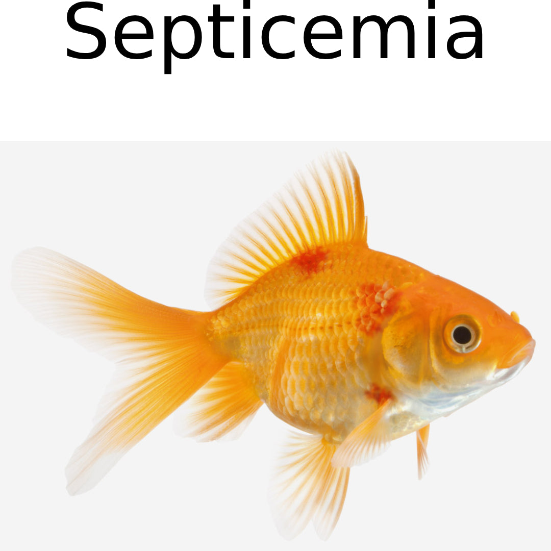 Seachem KanaPlex Medication