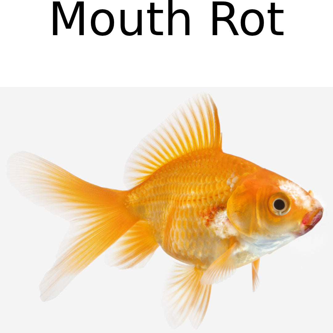 Seachem NeoPlex Medication