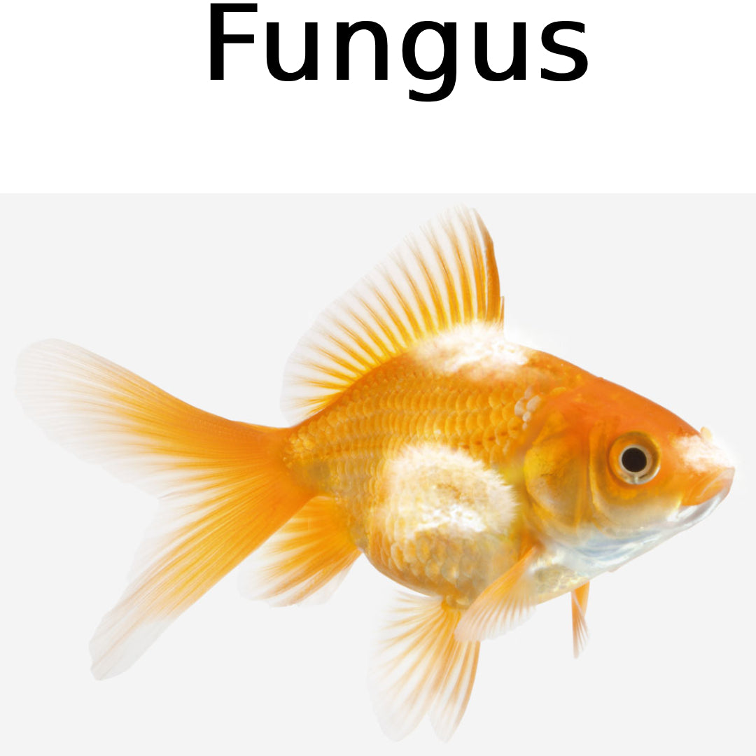 Seachem PolyGuard Medication