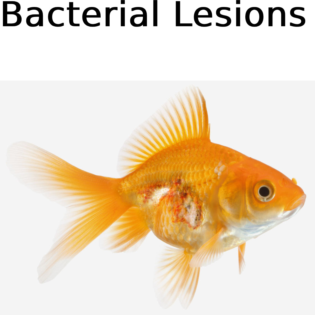 Seachem NeoPlex Medication