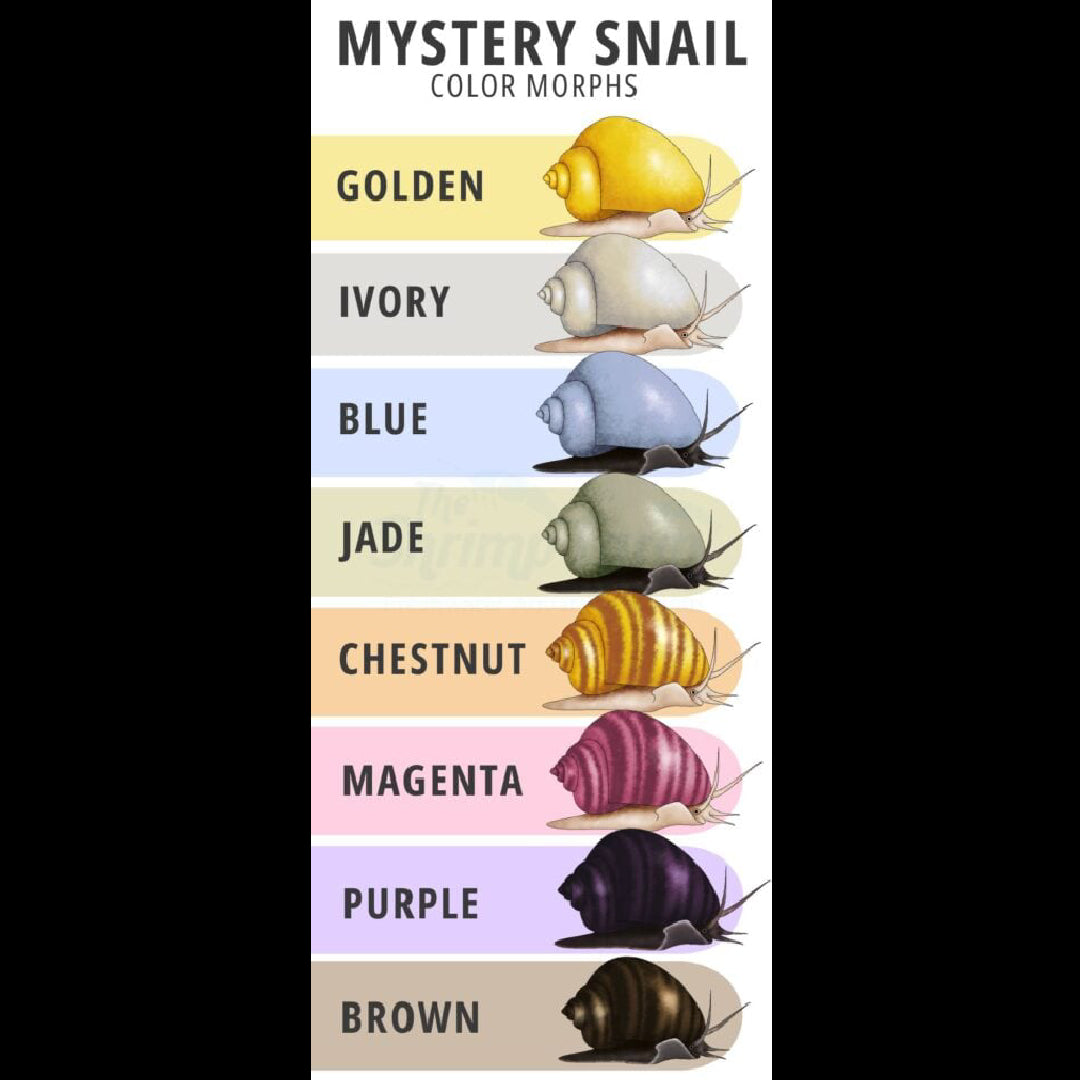 Snail - Mystery