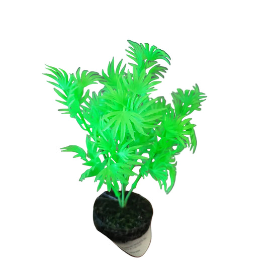 Blue Ribbon Dragon Leaf Plant