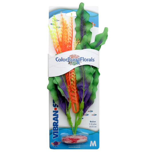 Blue Ribbon Colorburst Florals Waffle Leaf Plant